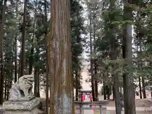 大宮温泉神社の狛犬(2022年03月03日(木) 08時08分19秒投稿)