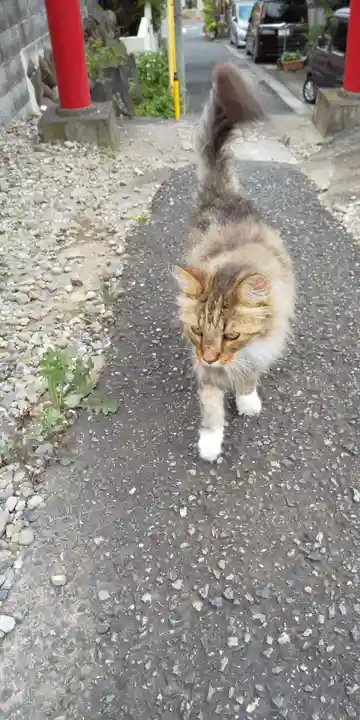 楠森稲荷神社の動物