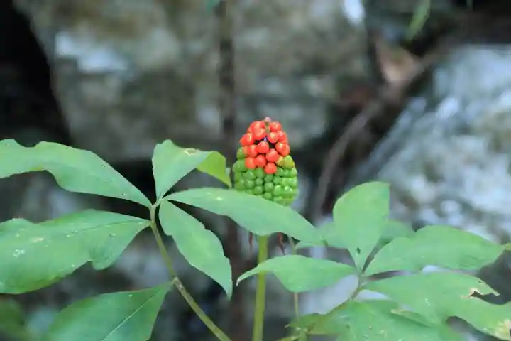 鹿島大神宮の自然
