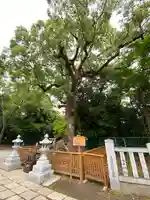 和泉國一之宮 大鳥大社の自然