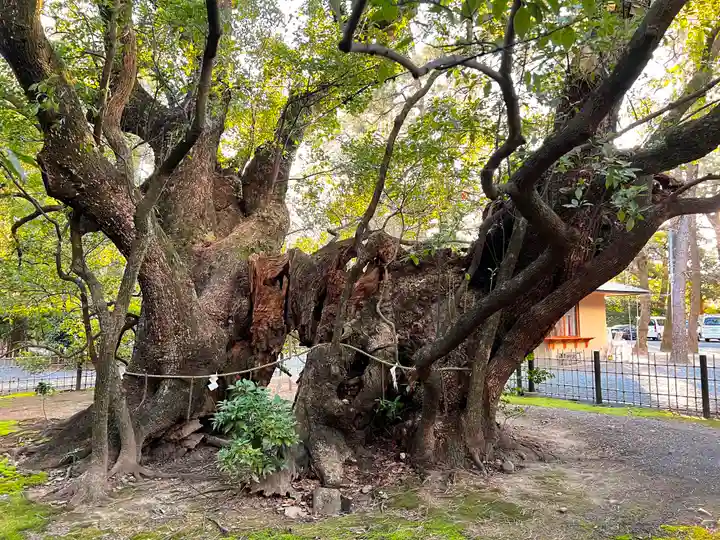 浜松八幡宮の自然