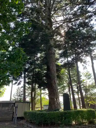 大宮神社の自然