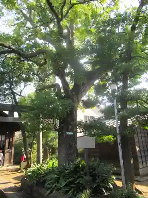 鹿嶋神社の自然