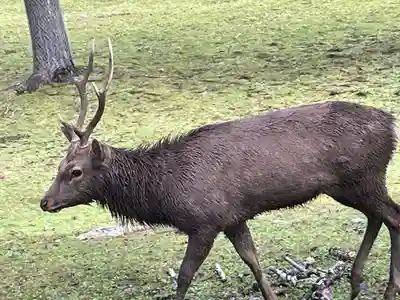 東大寺戒壇院千手堂の動物