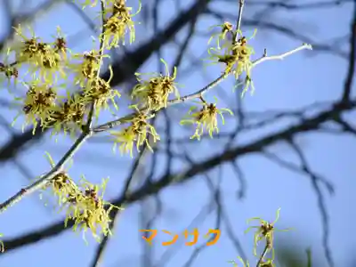 鏡石鹿嶋神社 *安産・開運・勝利の神さま*(福島県)