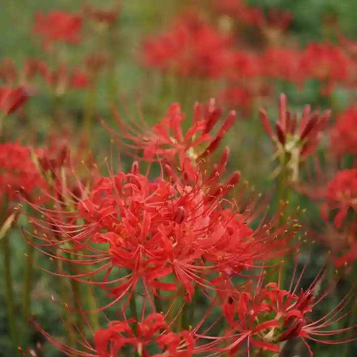 天王山 安楽寺(福井県)
