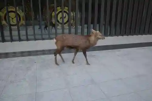 春日大社(奈良県)