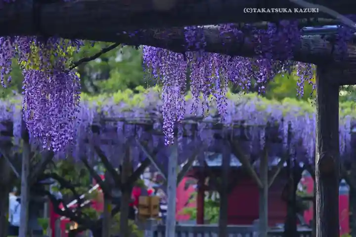 亀戸天神社(東京都)