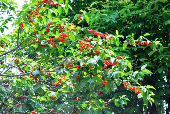 秩父札所十三番 慈眼寺の自然