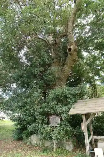國分寺（国分寺）の自然