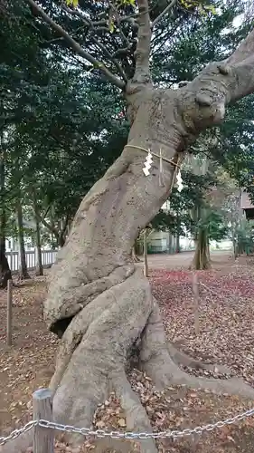 星影神社の自然