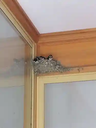 御誕生寺（猫寺）の動物