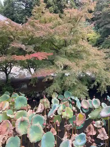 知恩院(京都府)