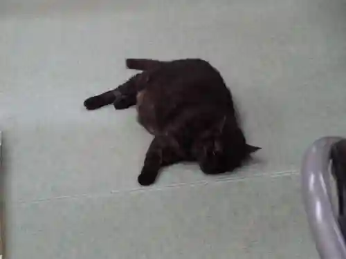 弥生神社の動物