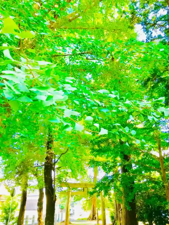 岡見八坂神社の鳥居
