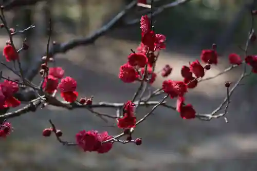 長岡天満宮(京都府)