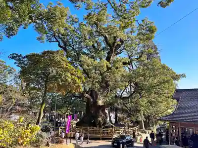 蒲生八幡神社(鹿児島県)