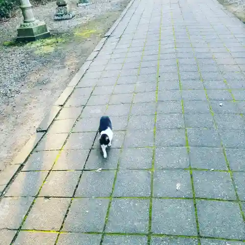 息栖神社の動物