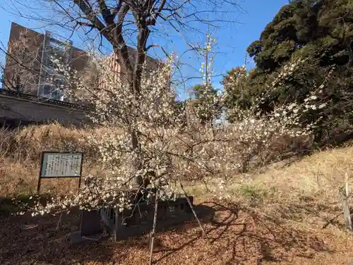 湯島聖堂の自然