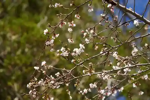 鹿島大神宮の自然