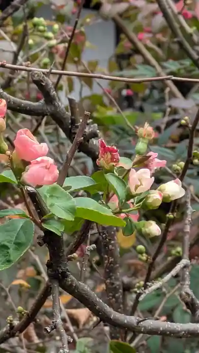 義仲寺(滋賀県)