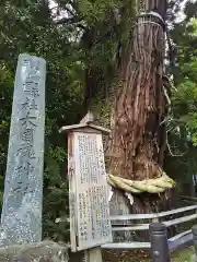 大國魂神社の自然