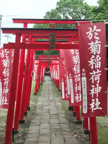 於菊稲荷神社の鳥居