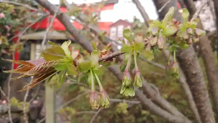 大報恩寺(千本釈迦堂)の自然