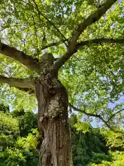 長徳寺の自然