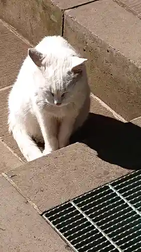 愛宕神社の動物