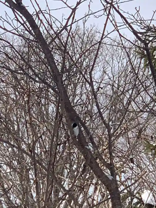 留辺蘂神社の動物