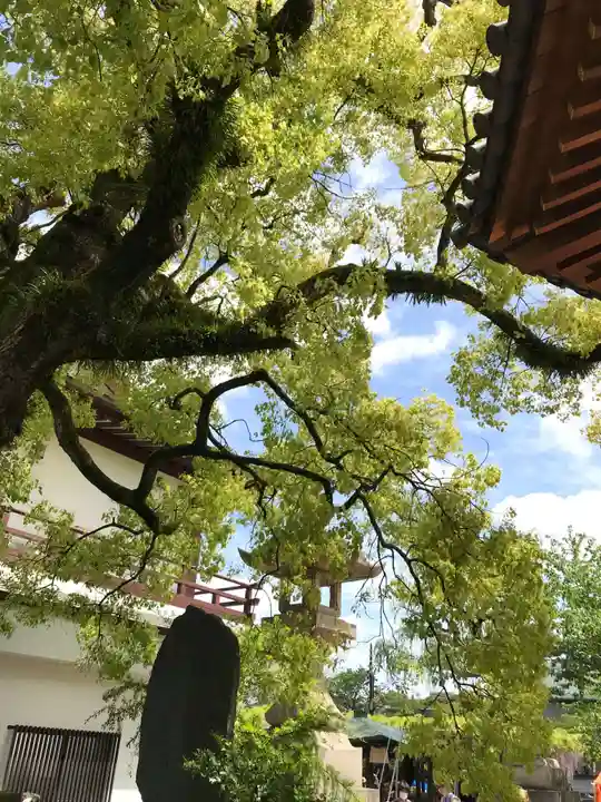 西新井大師総持寺の自然