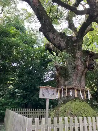 熱田神宮の自然