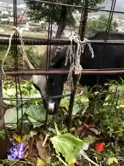 賀茂別雷神社の動物