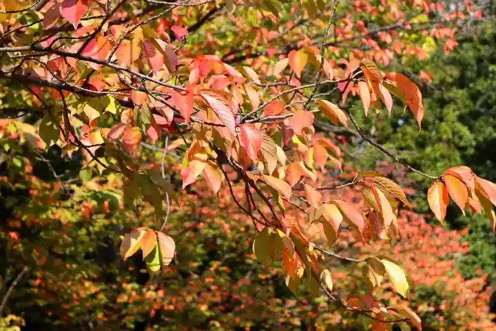 三津厳島神社の自然