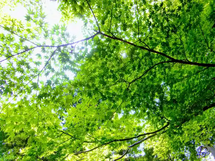 麻賀多神社奥宮の自然