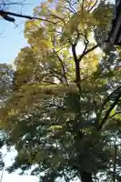 神戸神社の自然