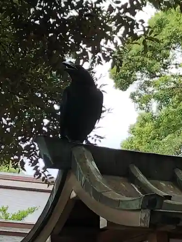 明治神宮の動物