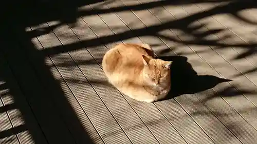 美濃輪稲荷神社の動物