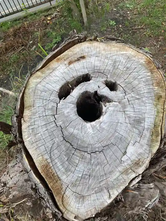 諏訪神社の自然