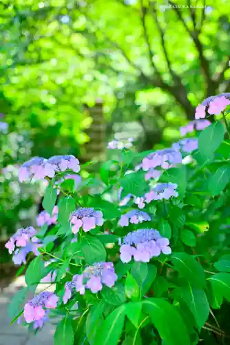 高幡不動尊　金剛寺(東京都)