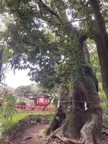 三嶋大社の自然