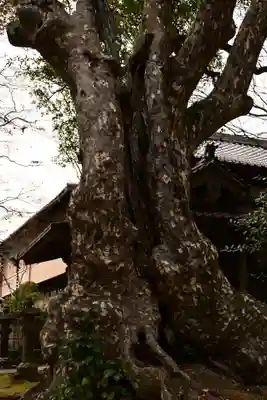 花山院菩提寺(兵庫県)
