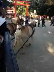 賀茂御祖神社（下鴨神社）の動物