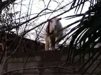 湊八幡神社(福井県)