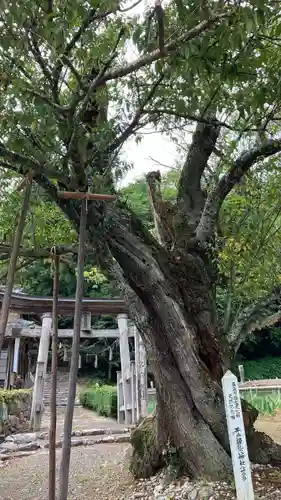 井戸鐘乳穴神社(岡山県)