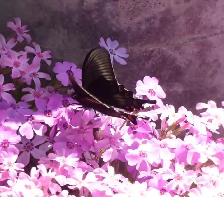 留辺蘂神社の動物