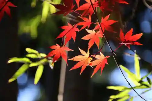 田村神社の自然