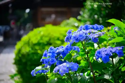 本郷氷川神社(東京都)