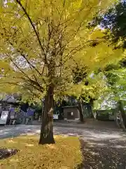 下野 星宮神社の自然